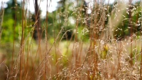 Dry grass summer time dancing wind Stock Footage 171231549