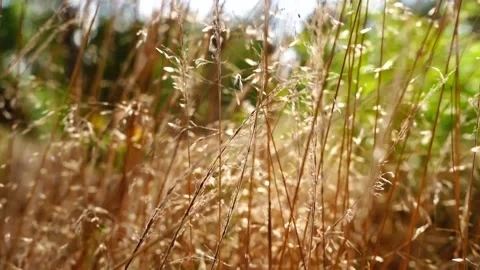Dry grass summer time wind 3 Stock Footage 171231590