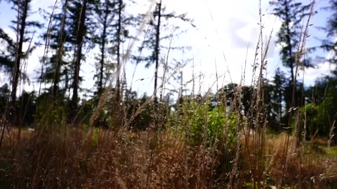 Dry grass in summertime dancing in wind Stock Footage 171231568
