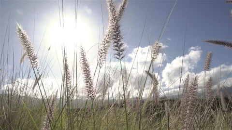 Dry grass in the sun. Stock Footage 143681651