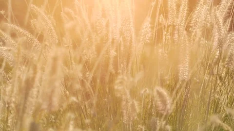 Dry grass in the sun lights in the summer sunset swinging in the wind. Small Stock Footage 76862609