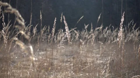 Dry grass in the sunlight Stock Footage 63087639