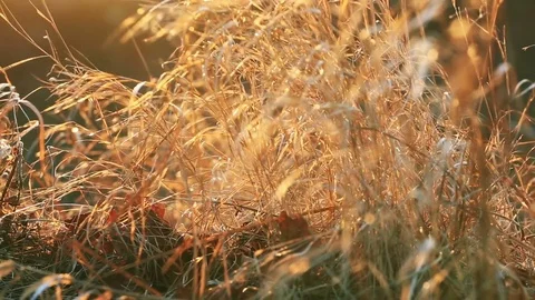 Dry grass in the sunlight Stock Footage 82653413