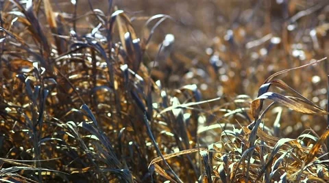 Dry grass  in sunlight moving with the wind. Stock-Footage 62328749