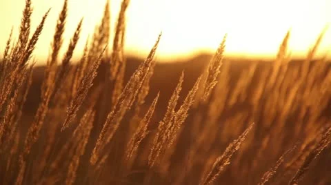 Dry grass at sunset 库存影片 12477351