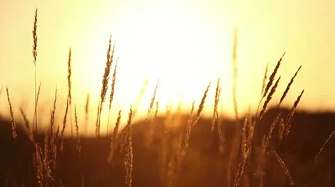Dry grass at sunset 库存影片 12477551