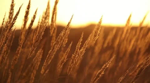 Dry grass at sunset Stock Footage 12510798