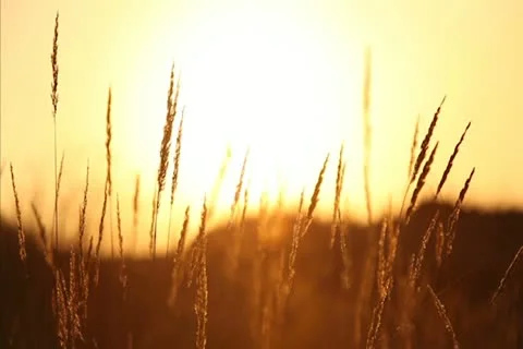 Dry grass at sunset Stock-Footage 12514345