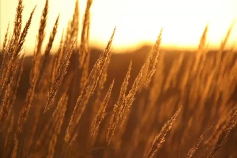 Dry grass at sunset Stock-Footage 12514378