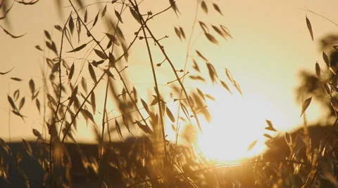 Dry grass at Sunset 스톡 동영상 58607616
