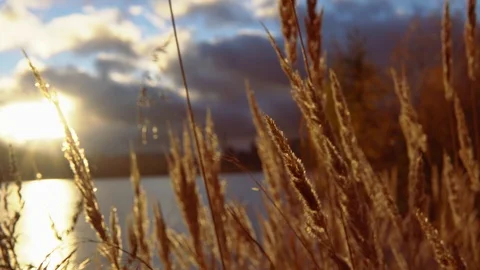 Dry grass at sunset Stock Footage 99174804