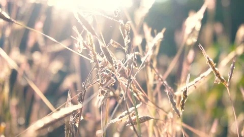 Dry grass at sunset Stock Footage 120696883