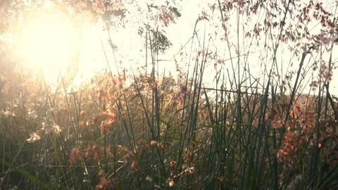 Dry grass at sunset Video stock 121831242