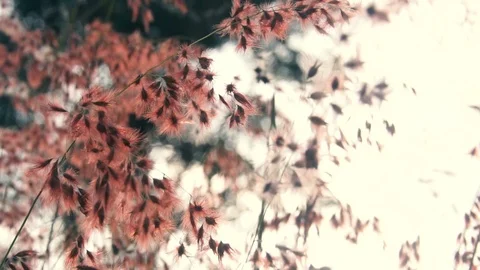 Dry grass at sunset Stock-Footage 121831647