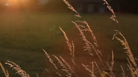 Dry grass at sunset Video stock 128317351