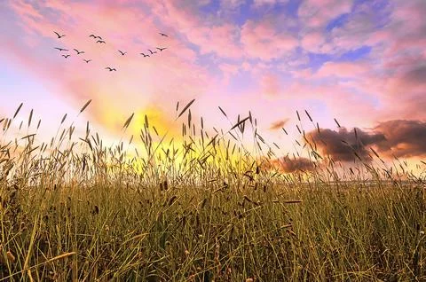 Dry grass in the sunset light Foto stock