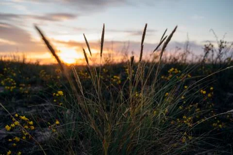 Dry grass at sunset Stock Photos