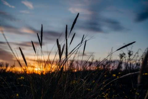 Dry grass at sunset Stock Photos