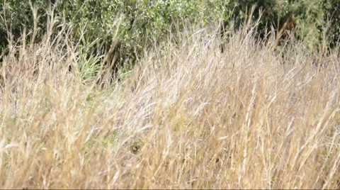 Dry grass in the sunshine Stock Footage 33131055