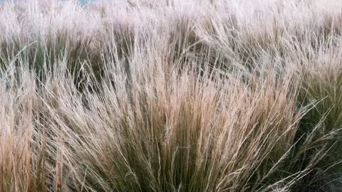 Dry grass sway on wind. Video stock 276190858