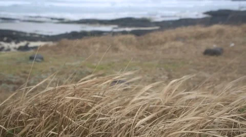 Dry grass swaying in the strong wind by the ocean of Jeju island Stock Footage 58470764