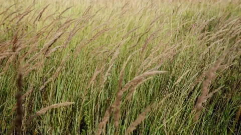 Dry grass, swaying under the gusts of wind, close-up of bright sunlight. Drought Stock-Footage 212908261
