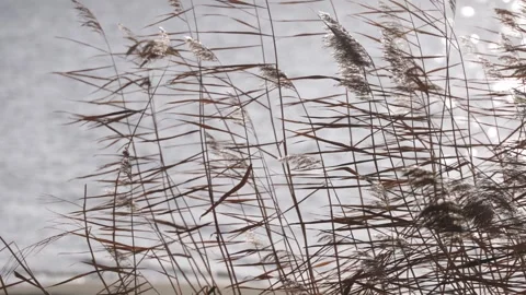 Dry grass swaying in the wind against a river or lake. Landscape with panicles Stock Footage 291652191