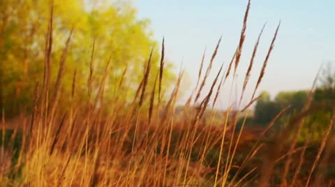 Dry grass swaying in the wind. Stock Footage 10913304