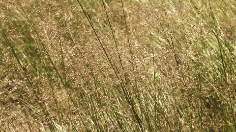 Dry grass swaying in the wind Stock Footage 78301047
