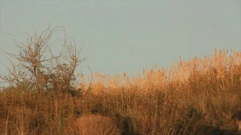 Dry grass swaying in the wind Video stock 142662370