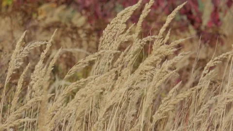 Dry grass swaying in the wind Video stock 348107198