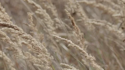 Dry grass swaying in the wind Vidéo 348107199