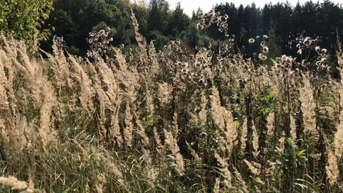 Dry grass swaying in the wind in a forest glade on a sunny autumn day Stock Footage 118667073