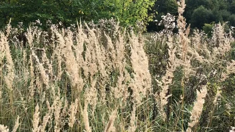 Dry grass swaying in the wind in a forest glade on a sunny autumn day Stock Footage 118667084