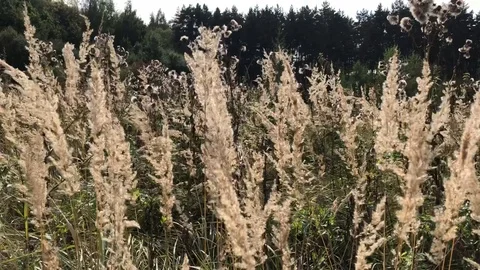 Dry grass swaying in the wind in a forest glade on a sunny autumn day Stock Footage 118667089