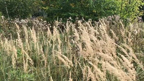 Dry grass swaying in the wind in a forest glade on a sunny autumn day Stock Footage 118667092