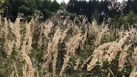 Dry grass swaying in the wind in a forest glade on a sunny autumn day Stock Footage 118667093
