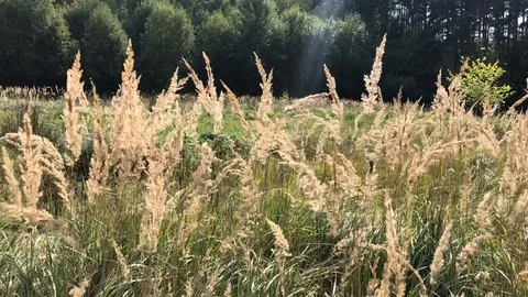Dry grass swaying in the wind in a forest glade on a sunny autumn day Stock Footage 118667095