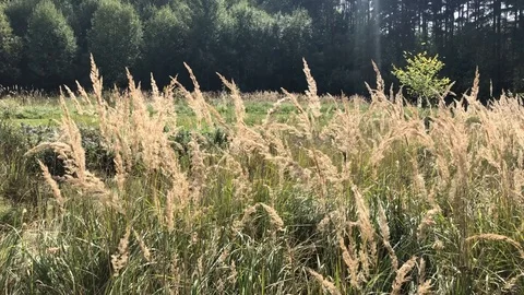Dry grass swaying in the wind in a forest glade on a sunny autumn day Stock Footage 118667103