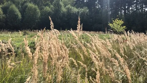 Dry grass swaying in the wind in a forest glade on a sunny autumn day Stock Footage 118667116