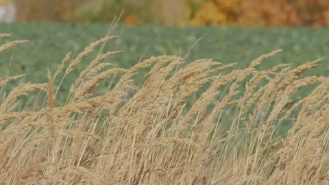 Dry grass swaying in the wind in front of green field 動画素材 348107232