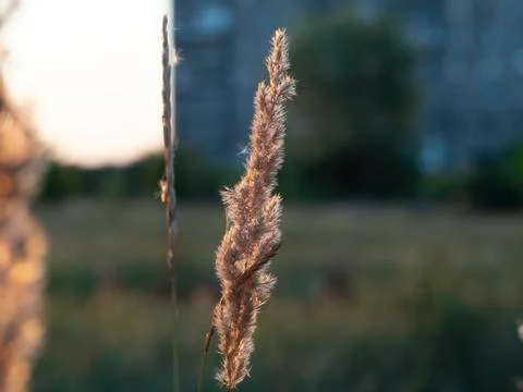 Dry grass swaying in the wind Stock Photos