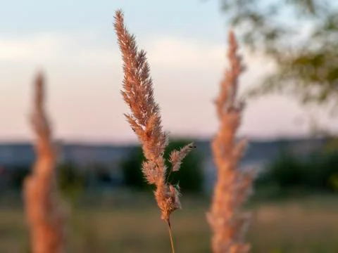 Dry grass swaying in the wind Stock Photos