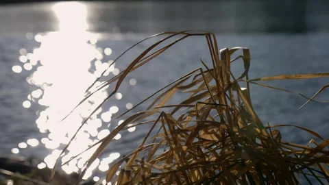 Dry grass sways against the background of ripples Stock Footage 299710658
