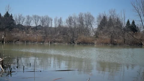 The dry grass sways in the breeze, with a view of the lake on a spring day 库存影片 238405419