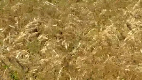 The dry grass sways Stock Footage 69084265