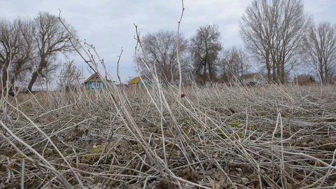 Dry grass sways in a gust of wind Stock Footage 105103594
