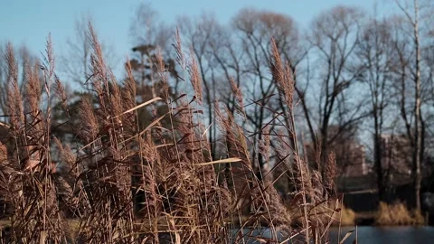 Dry grass sways slowly in the wind against the backdrop of trees Video stock 167253859