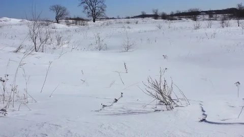 Dry grass sways in the snow in the wind. February Stock Footage 104173837