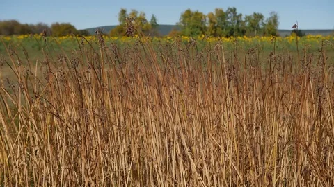 Dry grass sways in the wind against a background of a sunflower field Video stock 116974151